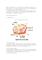 [호르몬, 인체생리학, 성호르몬, 생물학] 여성호르몬과 남성호르몬-7
