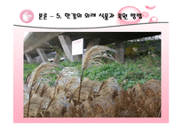 [복원생태학] 남산&한강의 외래식물-17