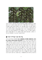 [복원생태학] 남산&한강의 외래식물-9