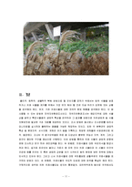 [복원생태학] 남산&한강의 외래식물-11