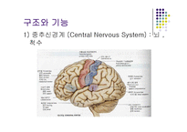 [간호학 건강 사정] 신경계 검진-2