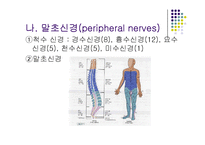 [간호학 건강 사정] 신경계 검진-8