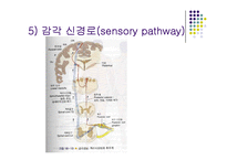 [간호학 건강 사정] 신경계 검진-13