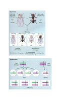 [응용생물학] Genome mapping technology -Concepts and Principles-4