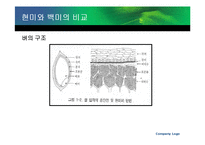 [식품가공학] 쌀의 제빵 가공성 비교 -백미와 현미 비교 중심으로-3