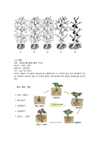 [작물 재배관리] 옥수수, 완두, 감자-4