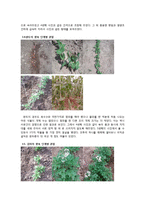 [작물 재배관리] 옥수수, 완두, 감자-7