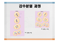 [임목육종학] 감수분열-2