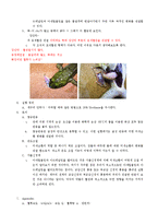 [개구리실험] 미세순환-4