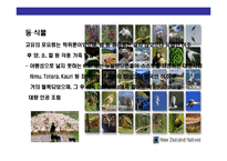 [뉴질랜드((New Zealand)이해 및 시장진출전략] 뉴질랜드((New Zealand)이해 및 시장진출전략-8