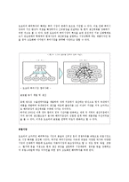 [국제경영론] 현대 기아 자동차 & 도요타-16