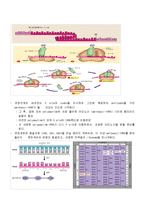 [세포학] DNA 복제-8