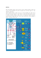 [의학] 신경계 신호전달 체계에 관한 신경전달물질-12