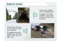 [윤리] 로드킬(Road Kill)-10