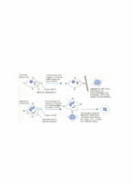 종양면역(Tumor Immunology)-6