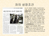 중국의 차 문화 및 종류-6