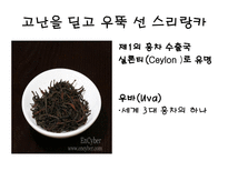 홍차(black tea)의 종류 및 문화-8