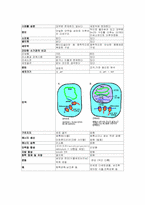 [공학]원핵세포와 진핵세포 비교-3