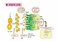 [생활과학]지질(Lipid)-11