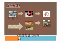 [생물] 조류독감의 문제점, 해결책-5