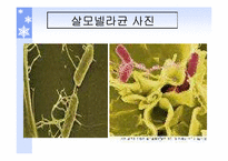 [식품위생학] 식중독에 대하여-9