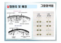 [화학공학실험] 그람염색법과 박테리아관찰-5