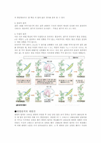 멘델의 유전자법칙에 관한 고찰-2