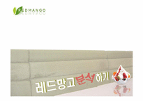 레드망고 분석 레포트-1