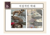 동물학대의 원인 및 해결방안-5
