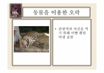 동물학대의 원인 및 해결방안-11