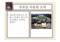 동물학대의 원인 및 해결방안-12