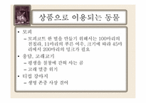 동물학대의 원인 및 해결방안-13