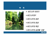 [목재] 버드나무-2