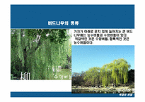 [목재] 버드나무-8
