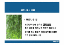 [목재] 버드나무-13