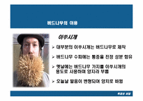 [목재] 버드나무-19