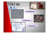 [미생물] 젓갈 레포트-10
