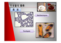 [미생물] 젓갈 레포트-11