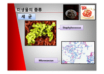 [미생물] 젓갈 레포트-13