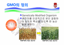 GMO와 식량난 레포트-4
