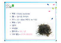 기능성 식품개발 -톳(Hizikia fusiforme)-4