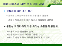 바이오매스 레포트-13