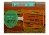 붉은 수수 레포트-12