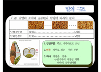 [식음료가공관리] 곡류 및 밀의 가공(밀 가공 및 가공품)-5