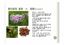 [식음료가공관리] 향신료-20