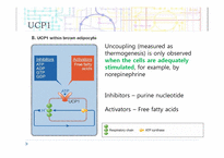[생물학] Mitochondrial UCP(미토콘드리아 UCP)-4
