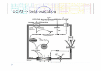 [생물학] Mitochondrial UCP(미토콘드리아 UCP)-10