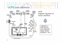 [생물학] Mitochondrial UCP(미토콘드리아 UCP)-11