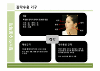 [인체의신비] 정보의 수용체계에 관한 분석-4
