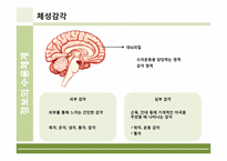 [인체의신비] 정보의 수용체계에 관한 분석-5